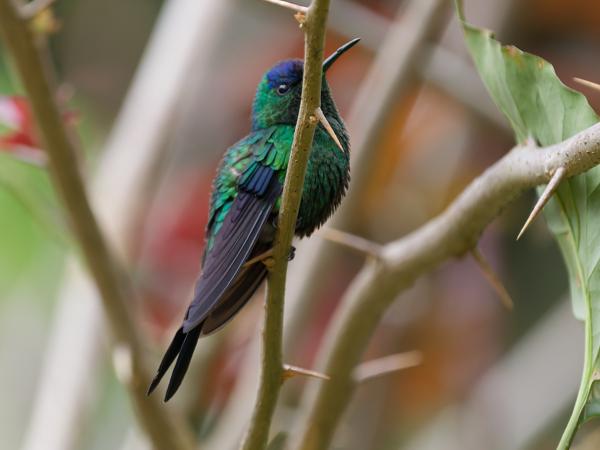 Violetkapbosnimf (Thalurania glaucopis)